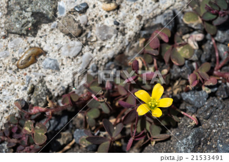 道端に生えたカタバミの花 道端に生えたカタバミの花 21533491