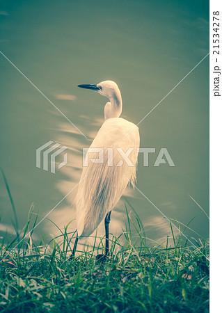 Animals in Wildlife - White Egrets. Animals in Wildlife - White Egrets. 21534278