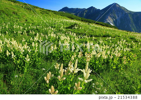 北アルプス・三俣蓮華岳のコバイケイソウと鷲羽岳・水晶岳 北アルプス・三俣蓮華岳のコバイケイソウと鷲羽岳・水晶岳 21534388