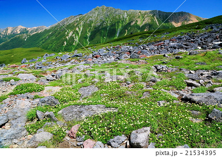 北アルプス・雲ノ平の高山植物と水晶岳 21534395