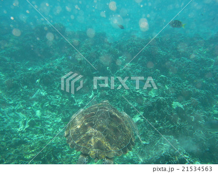 シミラン諸島（タイ）のウミガメ 21534563
