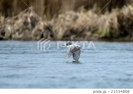 ヤマセミ ヤマセミ 21534806