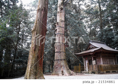 高千穂神社の大杉 高千穂神社の大杉 21534861