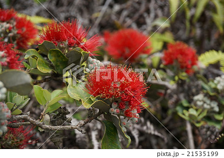 ハワイの植物 21535199