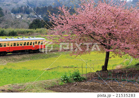 小湊鉄道「河津桜と菜の花」石神の花畑 21535283