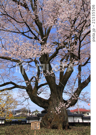 長姫のエドヒガン 安富桜 長姫のエドヒガン 安富桜 21535506