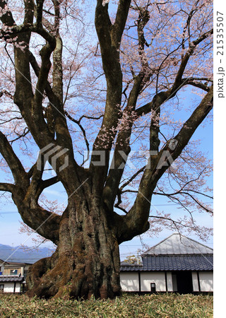 長姫のエドヒガン　安富桜 21535507