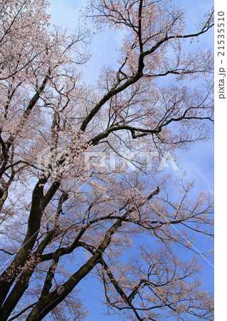 長姫のエドヒガン 安富桜 長姫のエドヒガン 安富桜 21535510