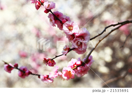 梅　見驚の花 21535691
