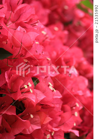 ブーゲンビリア 21535992