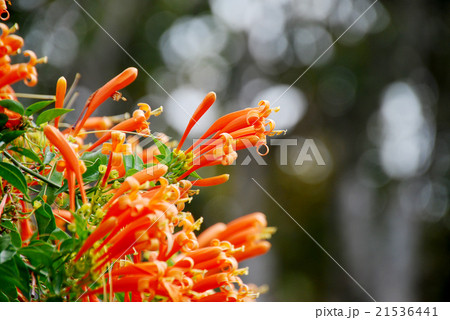 Orange trumpet, Fire-cracker vine flowers 21536441