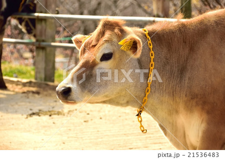 ジャージー ジャージー 21536483