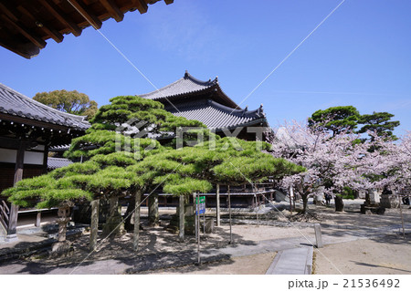 十輪寺の黒松 21536492