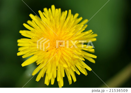 abstract background dandelion abstract background dandelion 21536509
