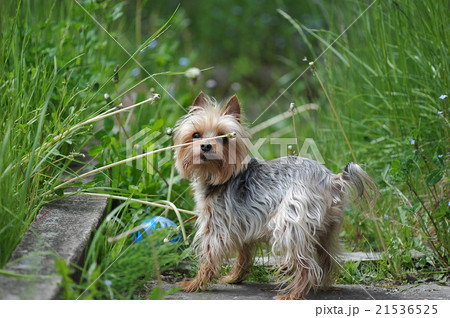 little dog breed Yorkshire 21536525