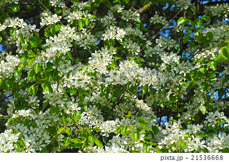 background - blossoming cherry 21536668