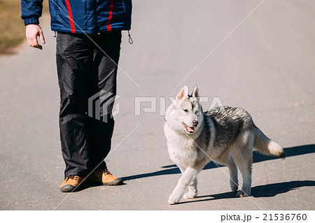 Young Funny Gray Husky Puppy Dog Young Funny Gray Husky Puppy Dog 21536760