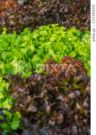 Fresh leave Butter head lettuce and Red oak Fresh leave Butter head lettuce and Red oak 21536920