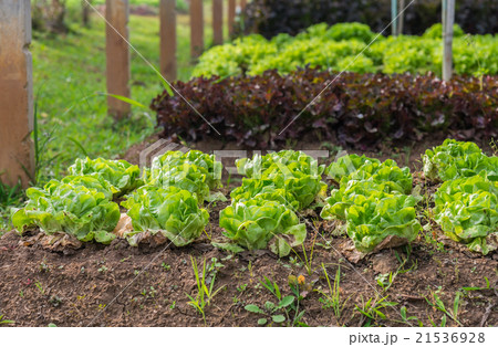 Green fresh leave Butter head lettuce in farm Green fresh leave Butter head lettuce in farm 21536928