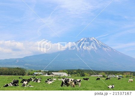 富士山と牧場の風景 21537167