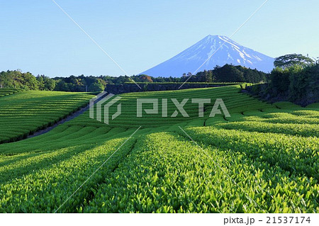 五月晴れの朝　富士山と新緑の茶畑 21537174