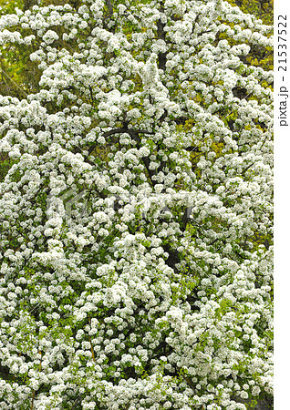 background - blossoming cherry 21537522