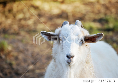 white goat white goat 21537613