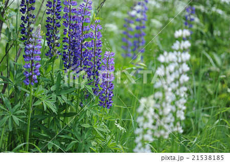 Lupin flowers (genus Lupinus) 21538185