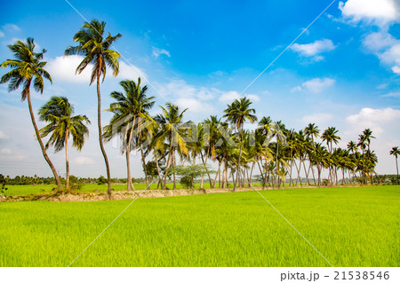 Paddy fields and palm trees Paddy fields and palm trees 21538546