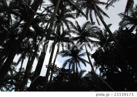 天然記念物のヤエヤマヤシ群落（米原･石垣島／沖縄県） 21539173