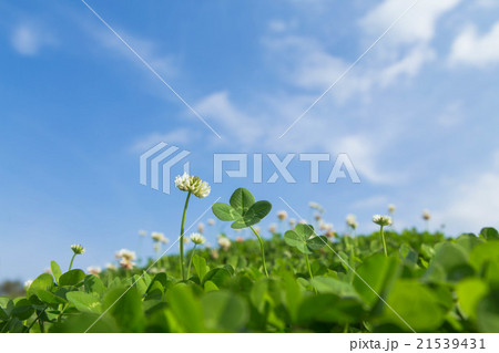 四つ葉のクローバーと青空 21539431