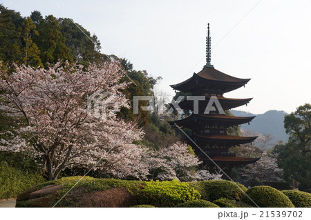 桜と瑠璃光寺五重塔 桜と瑠璃光寺五重塔 21539702
