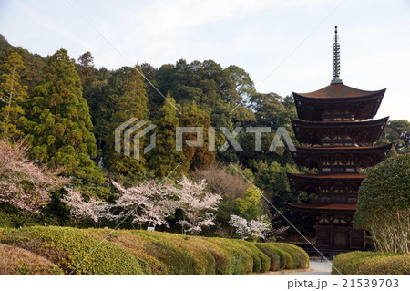 桜と瑠璃光寺五重塔 21539703