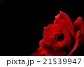 真紅の薔薇 21539947