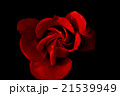 真紅の薔薇 21539949