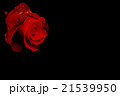 真紅の薔薇 21539950