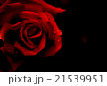 真紅の薔薇 21539951