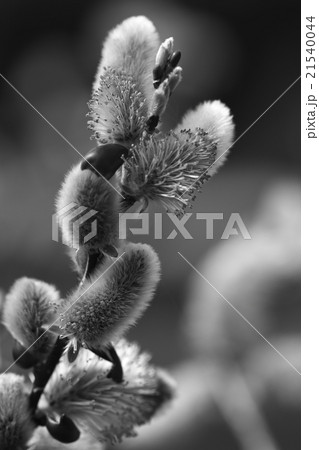 自然　植物　バッコヤナギ、大きめでフカフカした花序が枝にびっしりついています② 21540044
