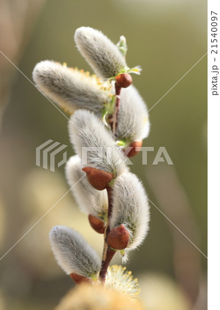 自然　植物　バッコヤナギ、大きめでフカフカした花序が枝にびっしりついています① 21540097