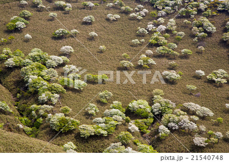 竜ヶ岳のシロヤシオ 21540748