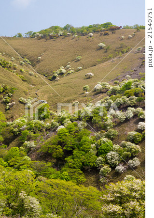 竜ヶ岳のシロヤシオ 21540751