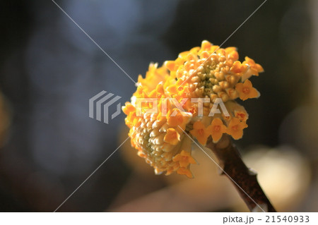 ミツマタの花 21540933