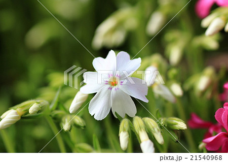 芝桜 21540968