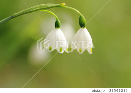 スノーフレークの花 21541012