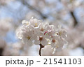 桜_04 21541103