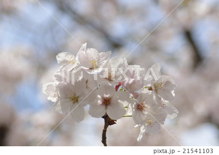 桜_04 21541103