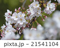 桜_05 21541104