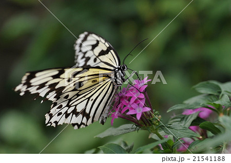 多摩動物公園 昆虫館の蝶の写真素材