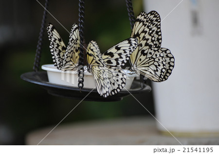 Tama Animal Park Butterfly Of Insect Pavilion Stock Photo