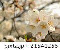2016_桜1 21541255